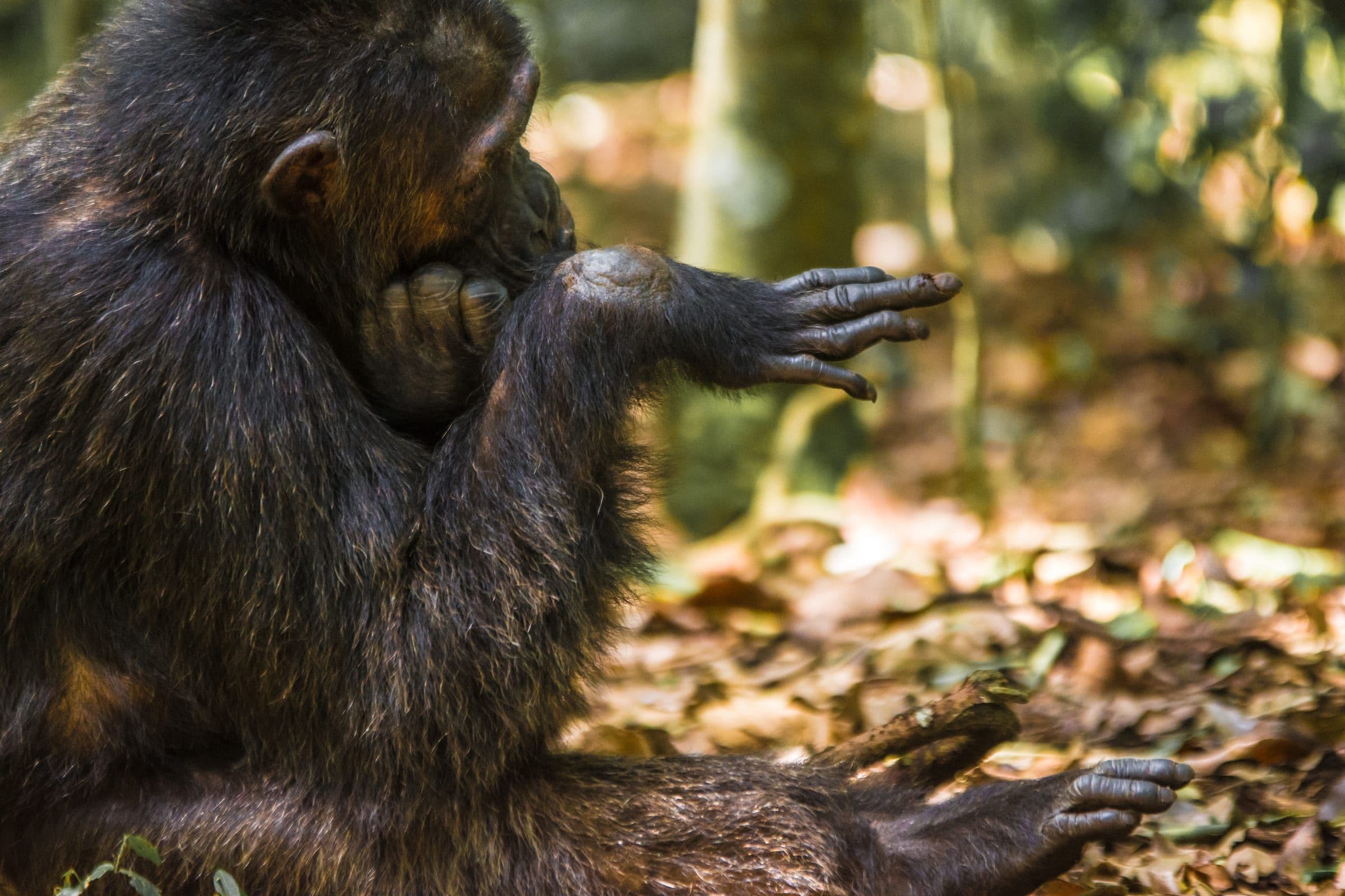 6 Days Uganda Safari: Shoebill, Chimpanzee & Gorilla
