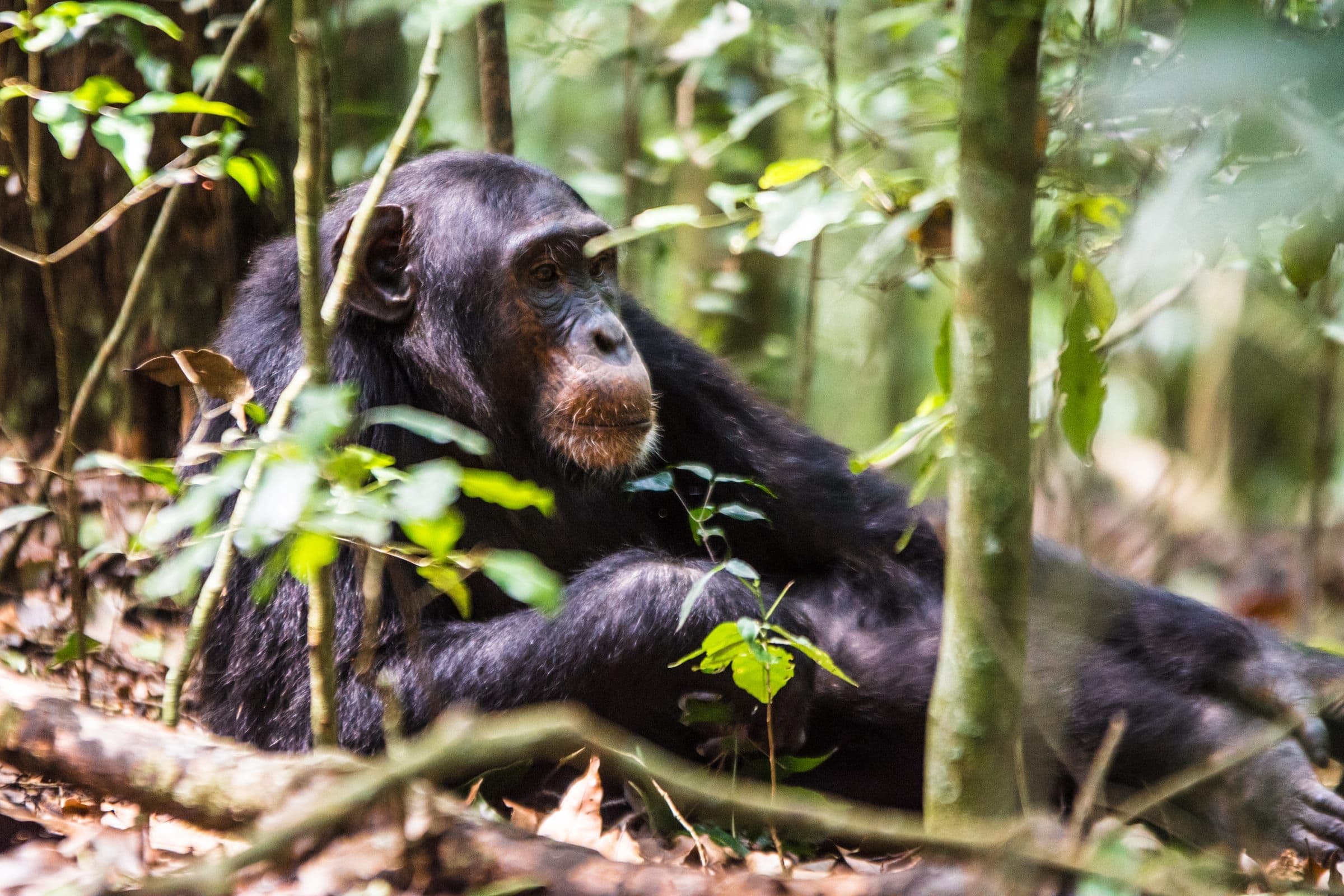 7 Days Chimpanzee & Gorilla Fly-In Safari
