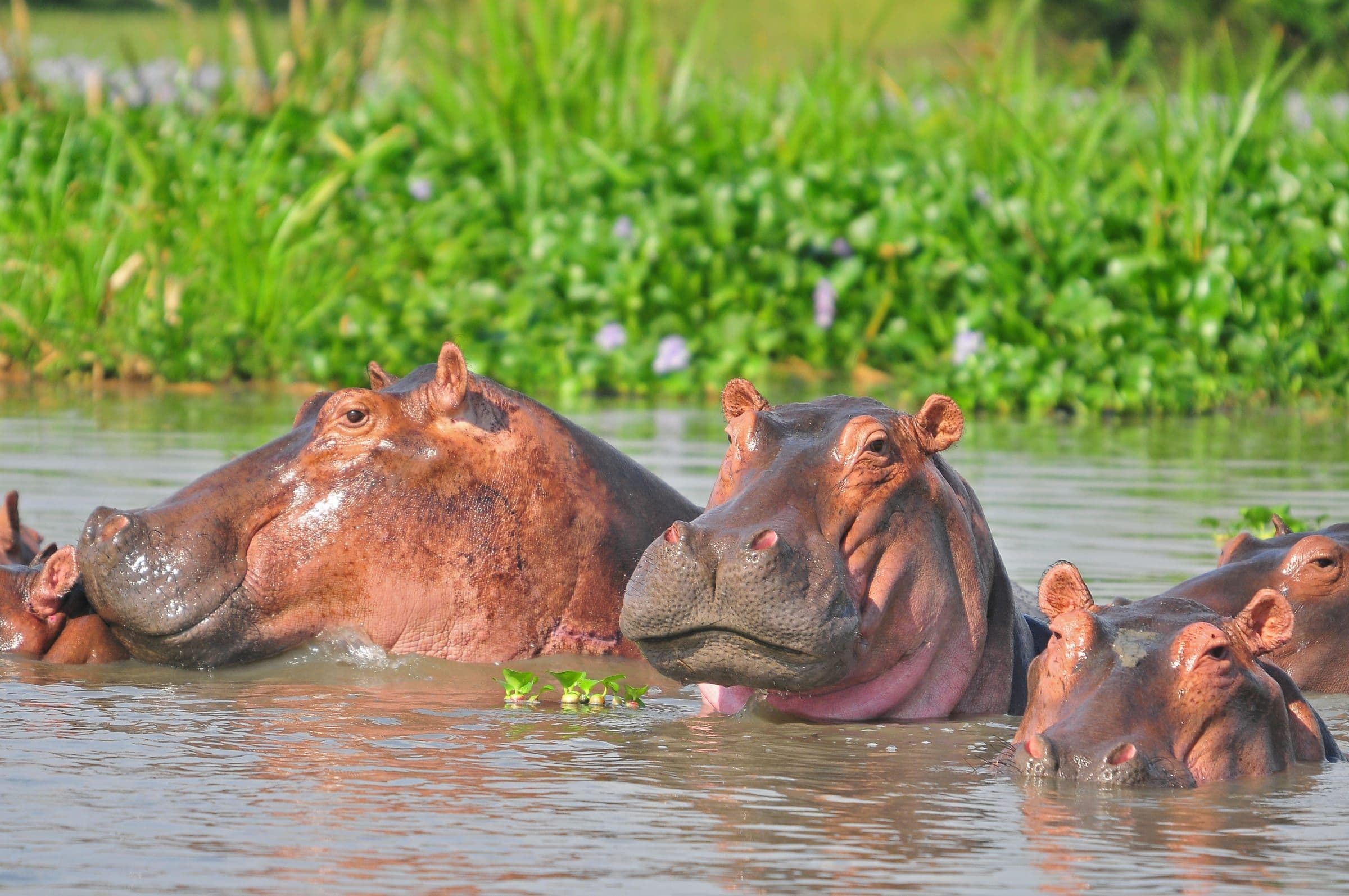 Hippos on the Kazinga