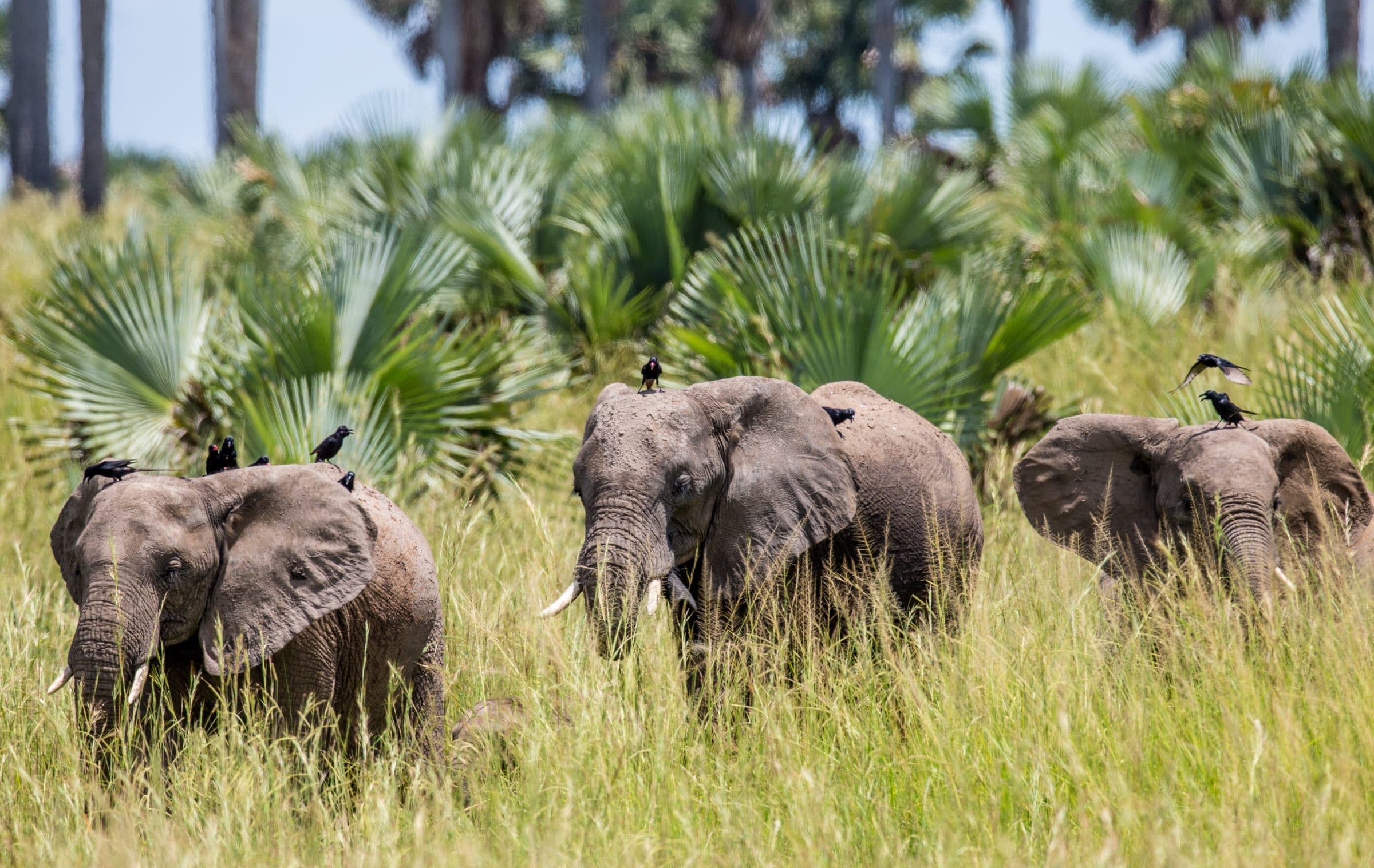 Elephants in Murchison