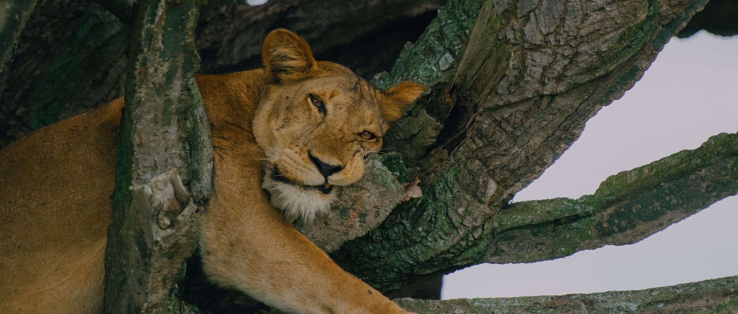 Tree-Climbing Lion
