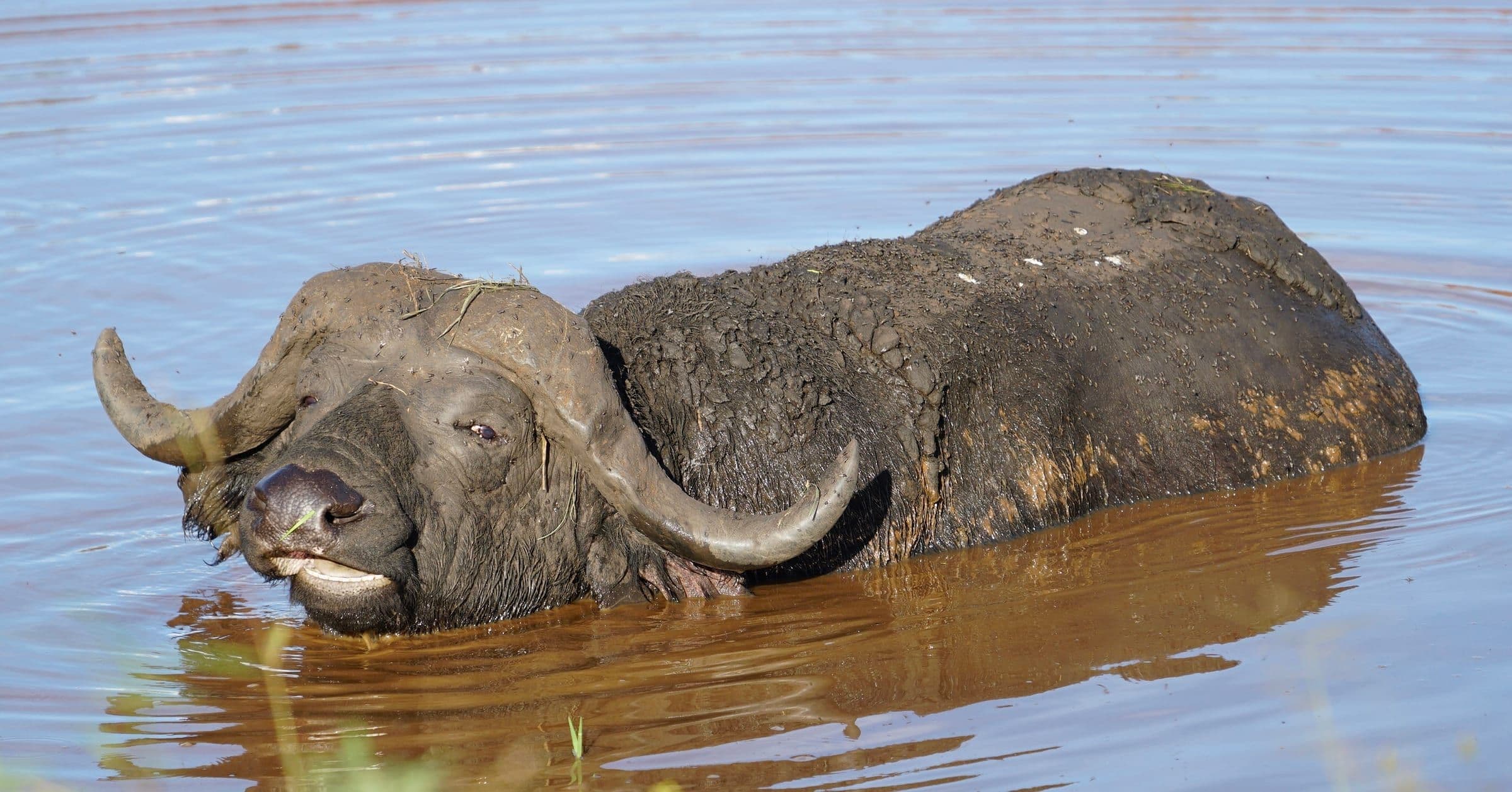 Buffalo wallowing in mud
