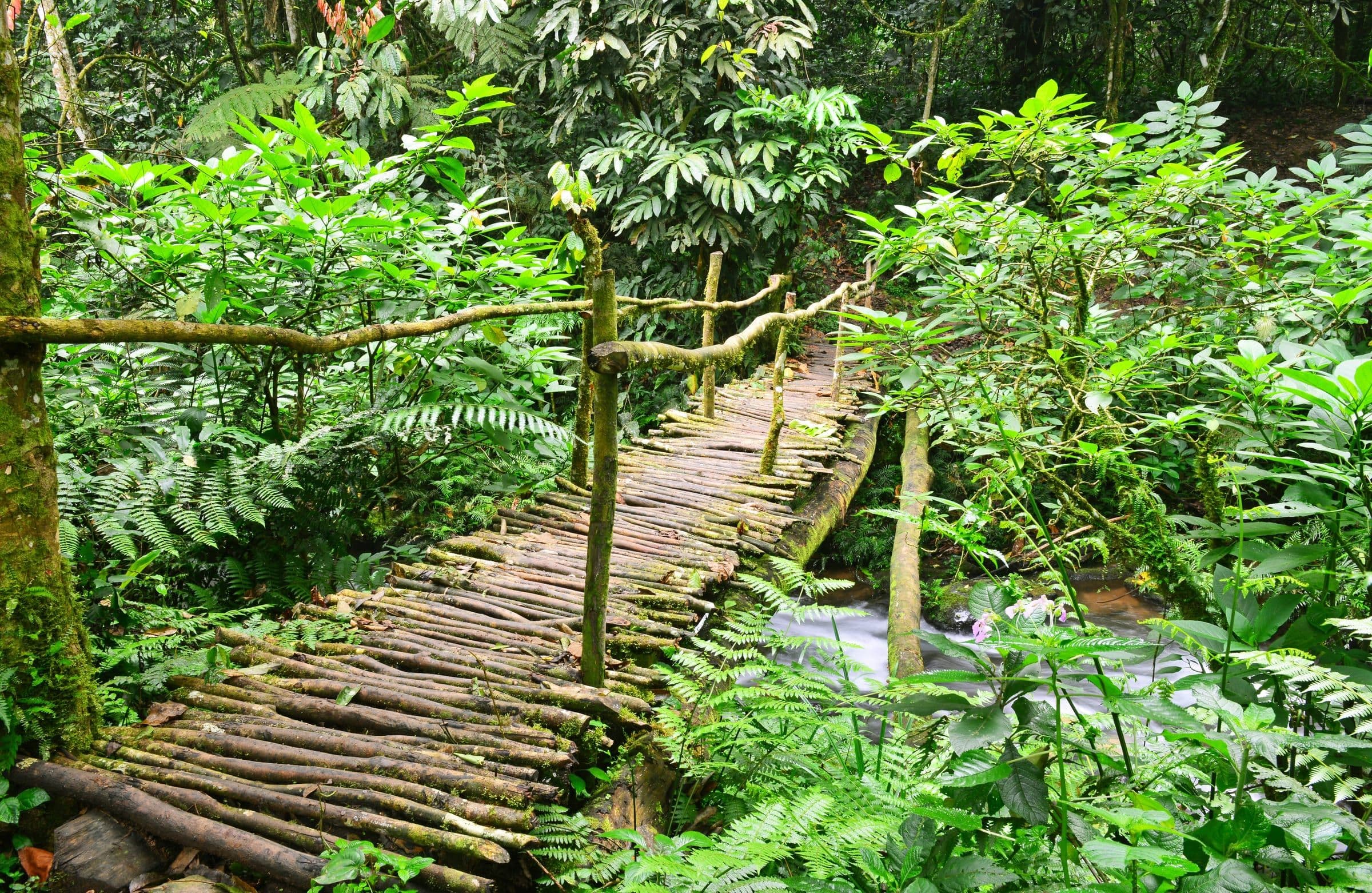 Forest trail bridge