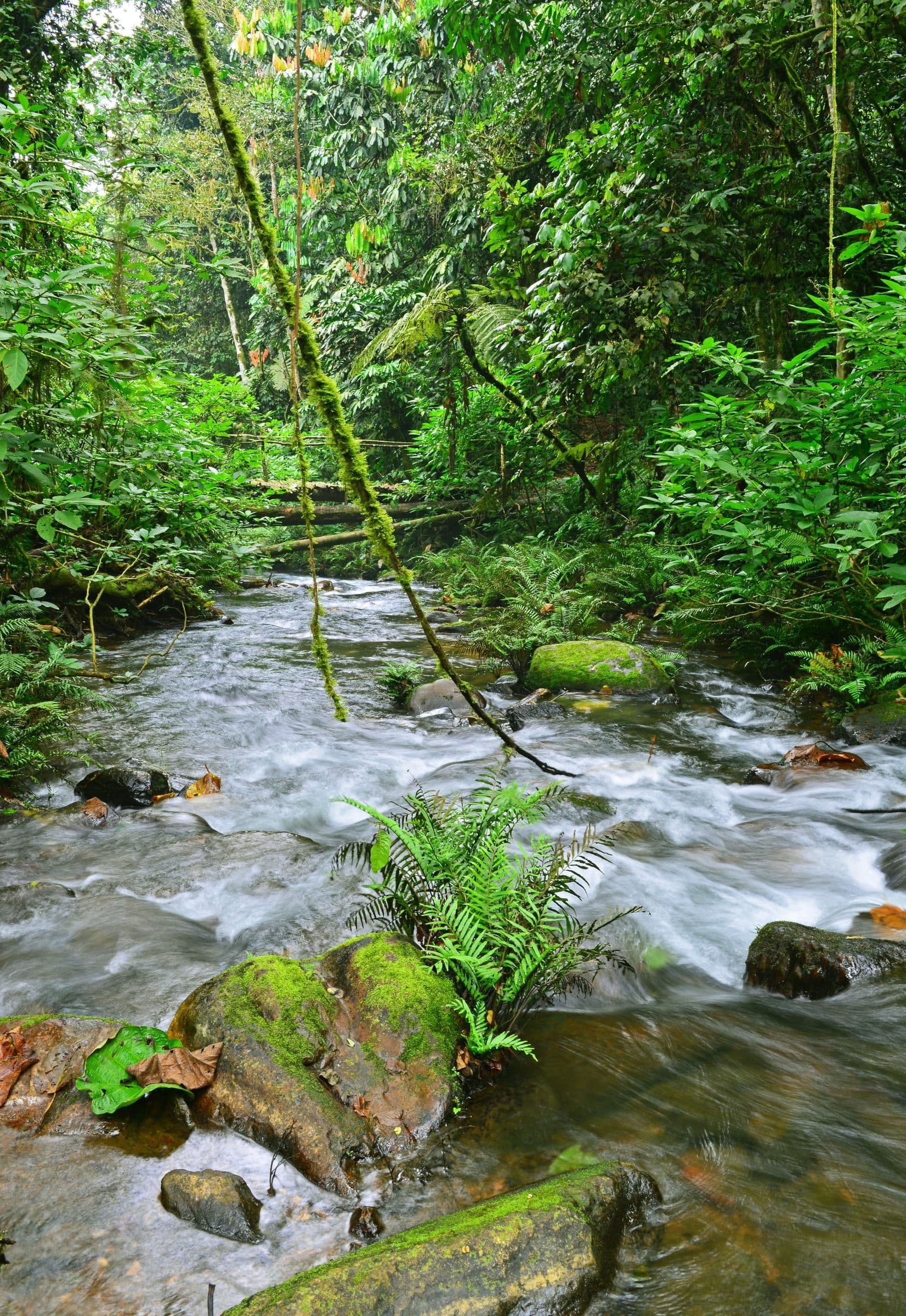 Bwindi forest stream