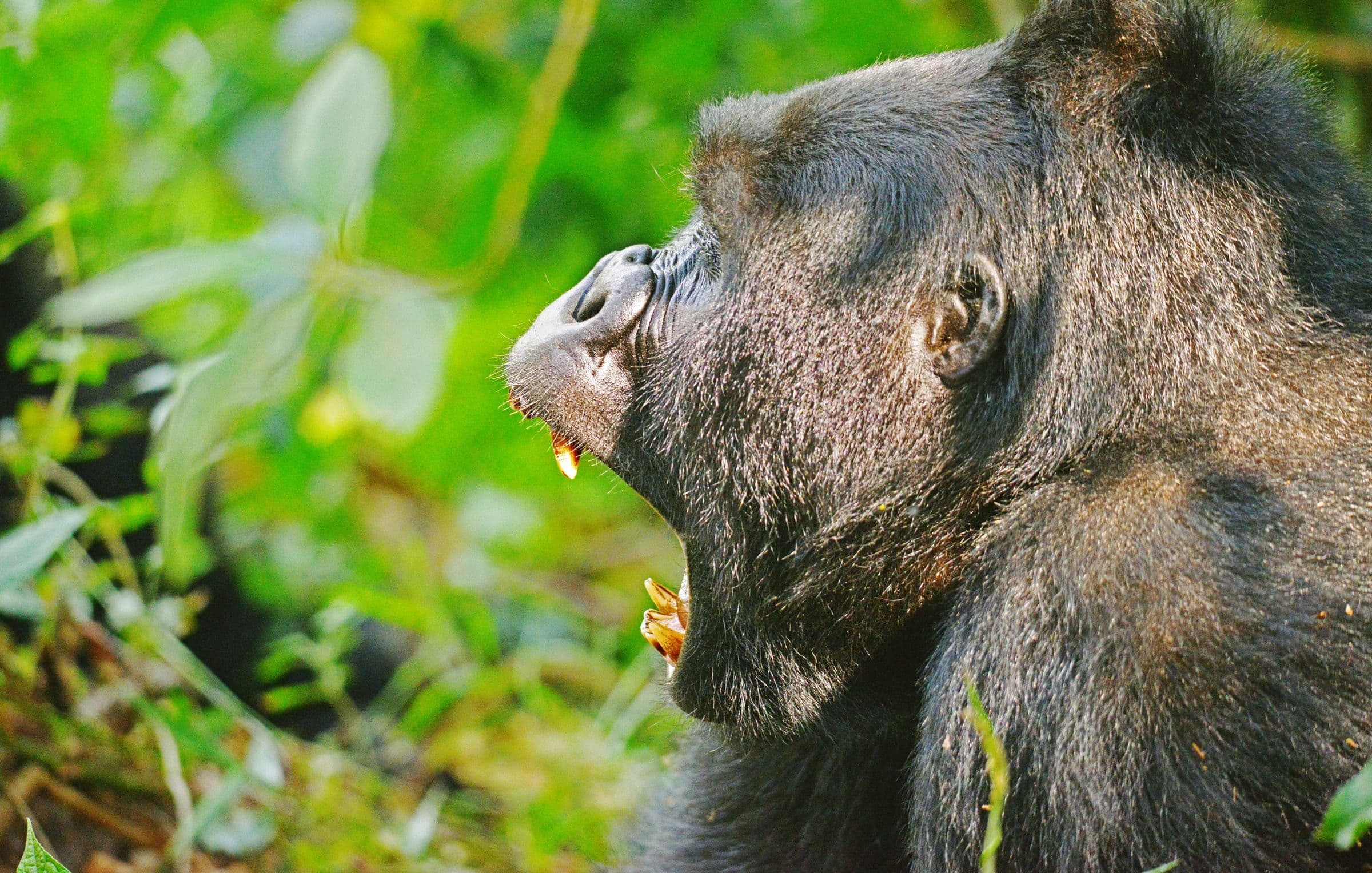 Chimpanzee calling