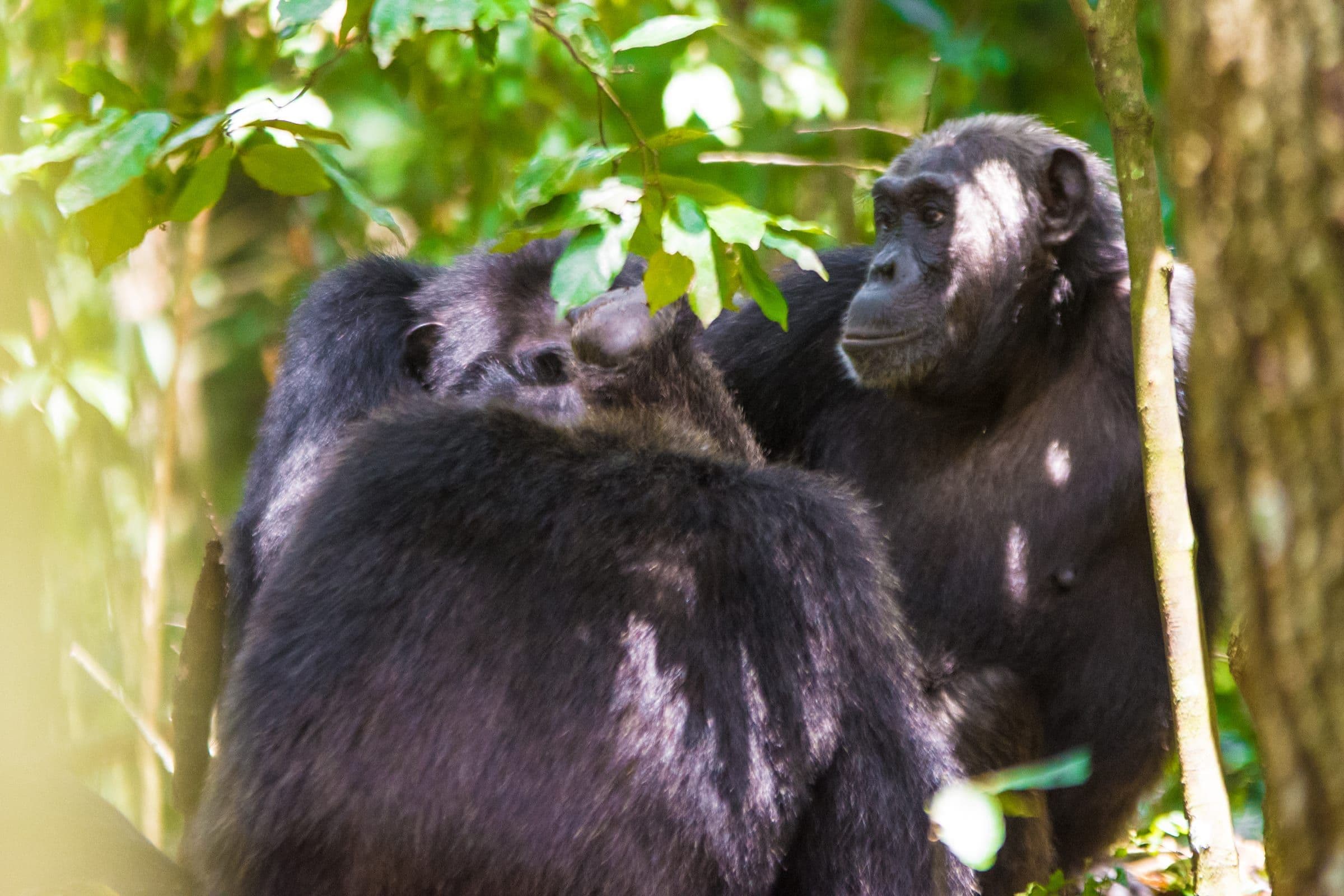 Chimpanzees grooming