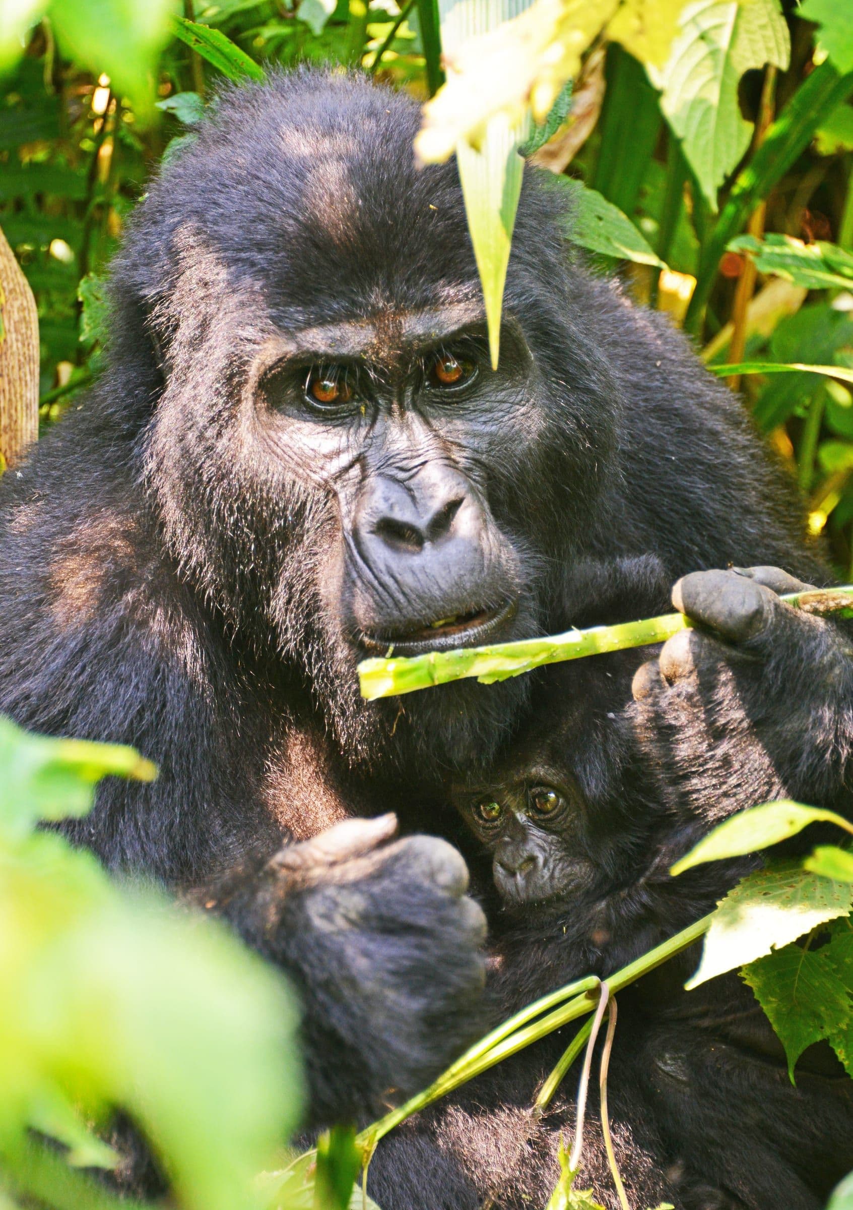 Gorilla feeding its young