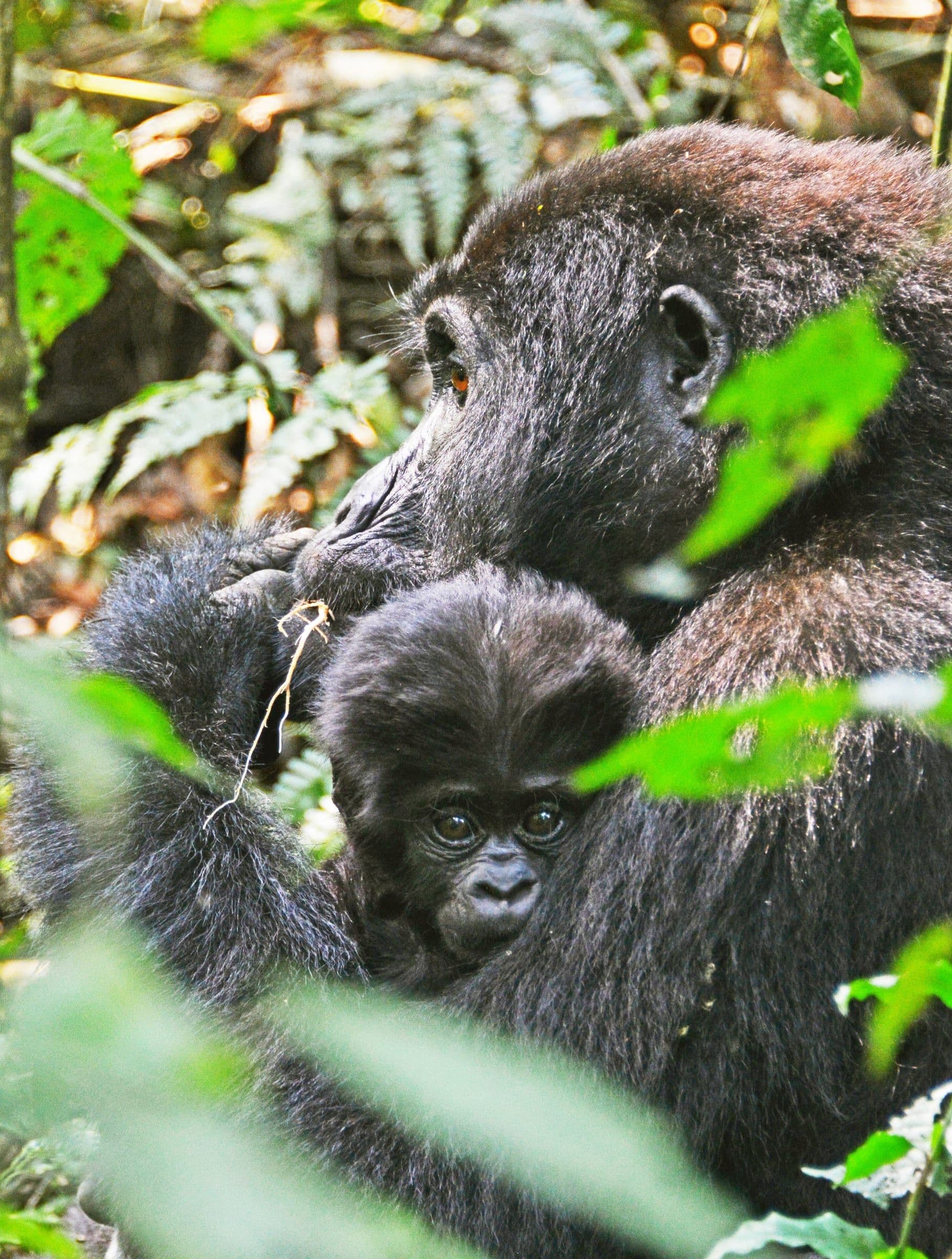Mother gorilla with her baby