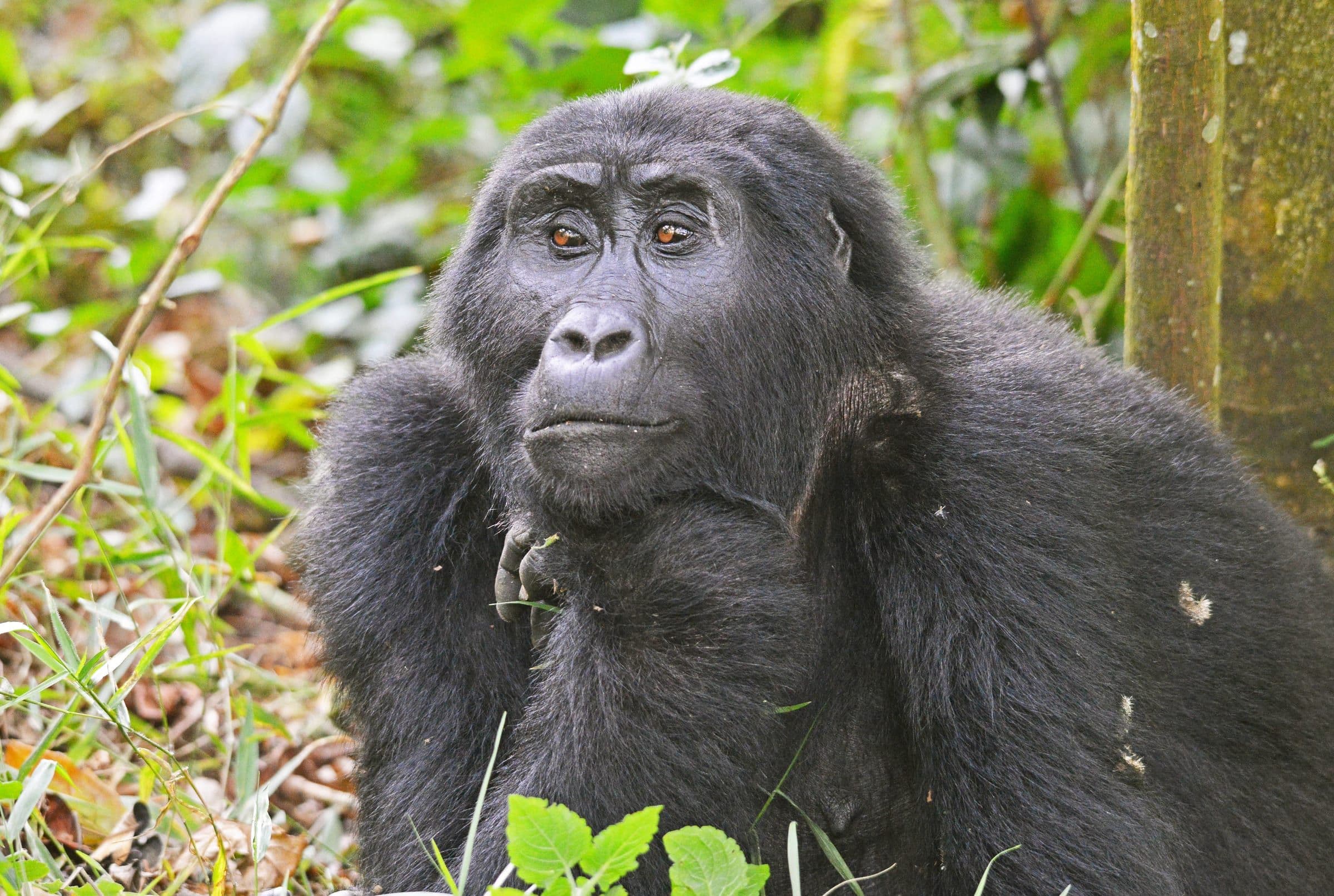Mgahinga Gorilla National Park