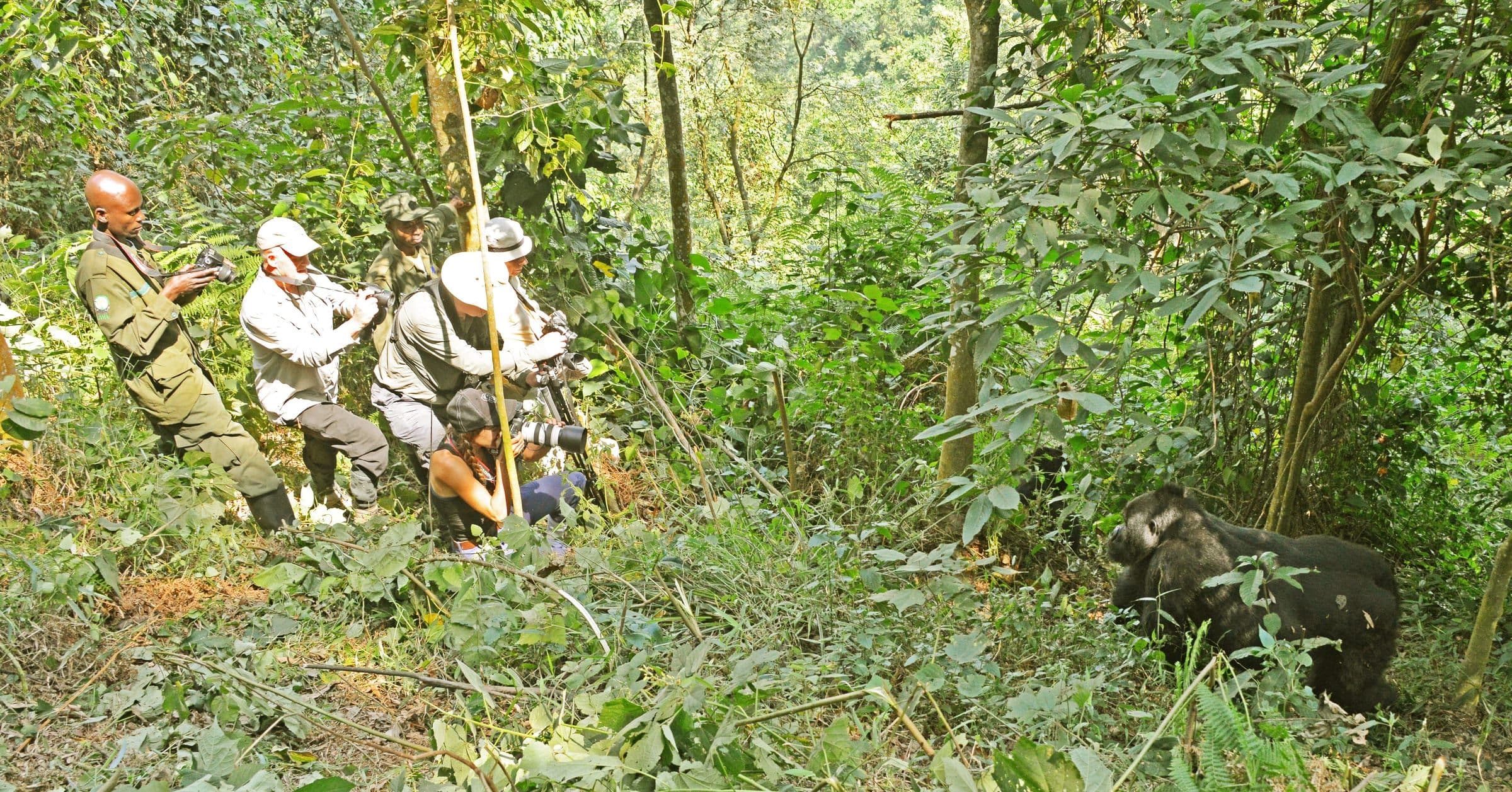 Gorilla trekking in Bwindi