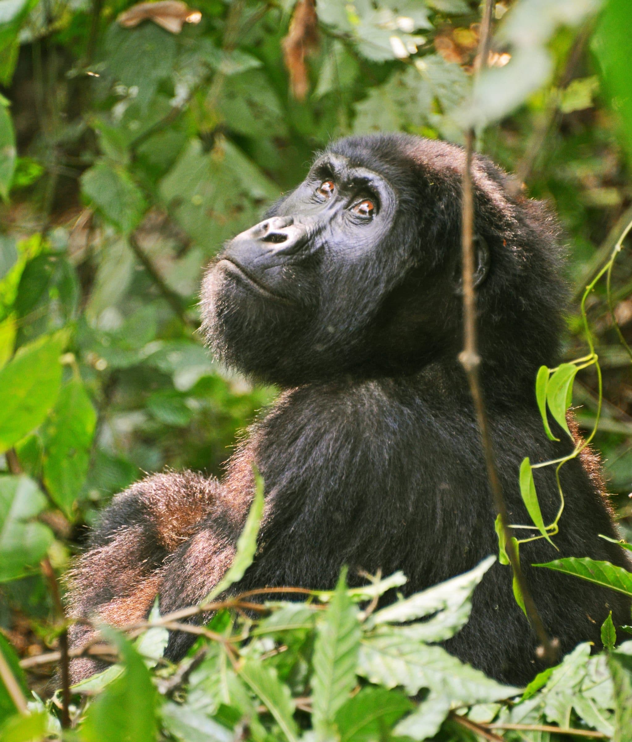 Young gorilla