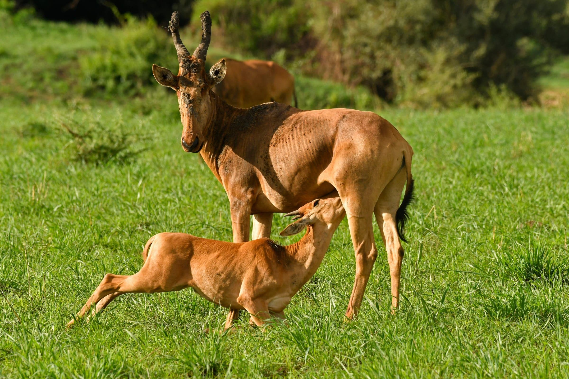 Hartebeest with calf