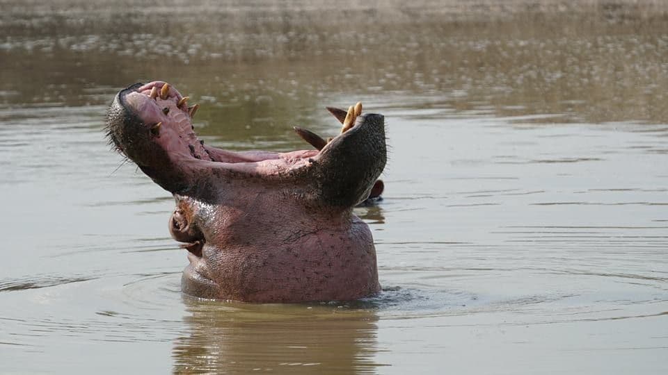 Hippo yawning