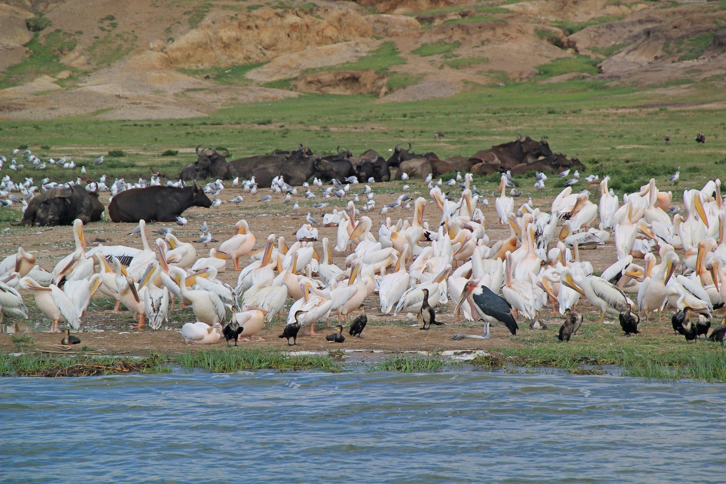 Pelicans on the Kazinga Channel