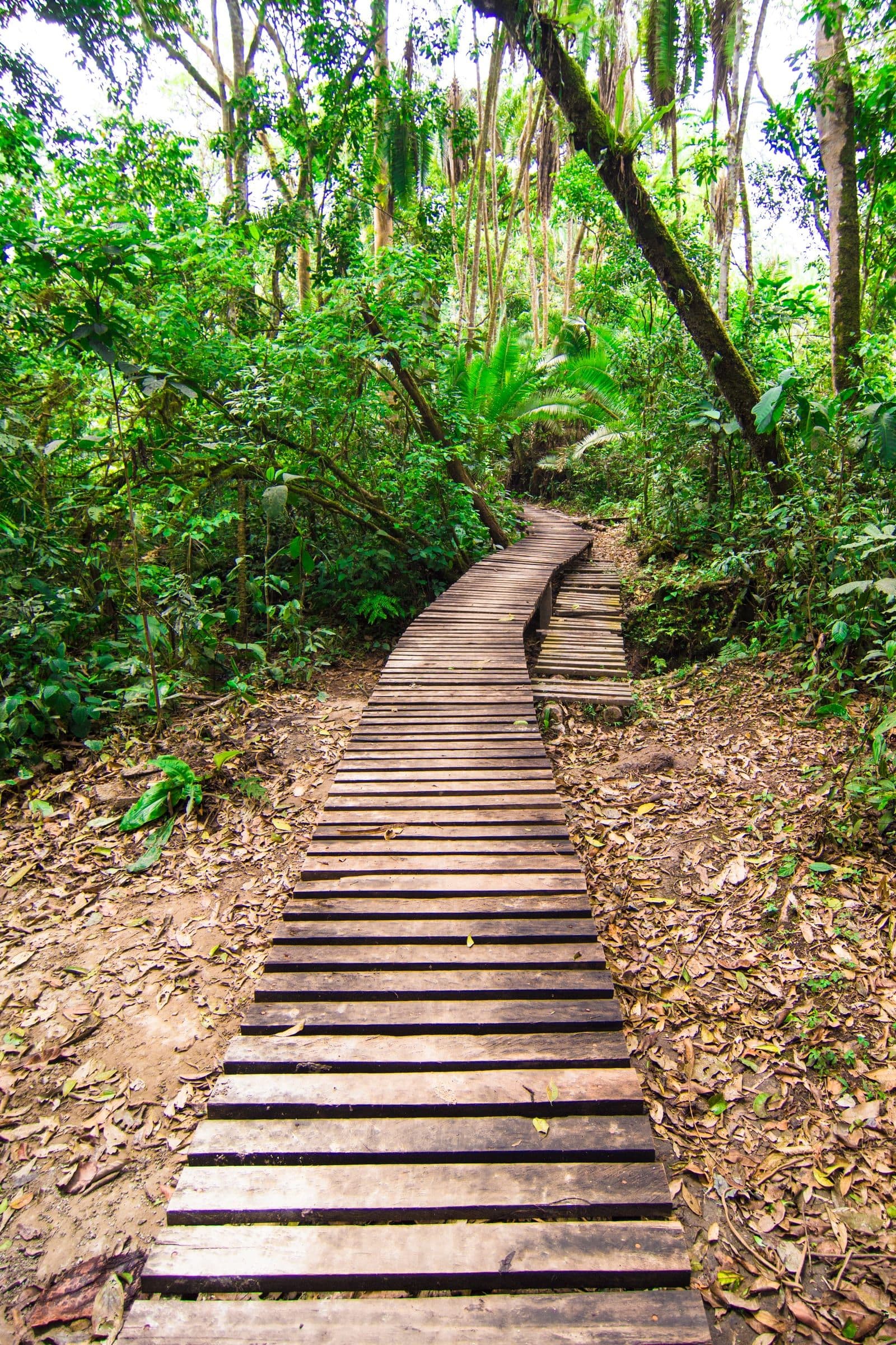 Kibale forest trail