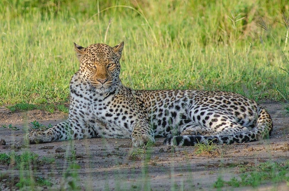 Leopard resting in long grass