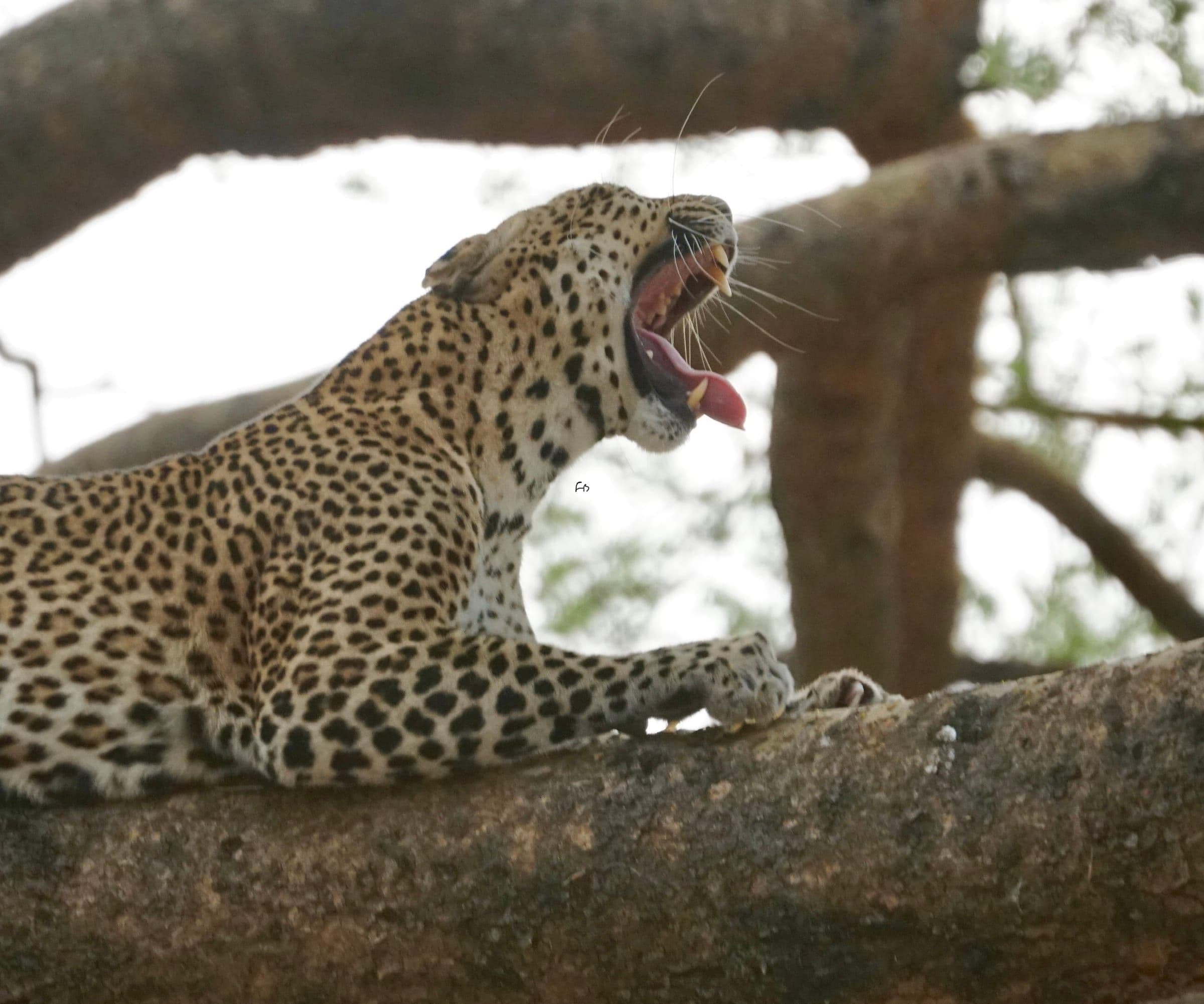 Leopard resting in a tree