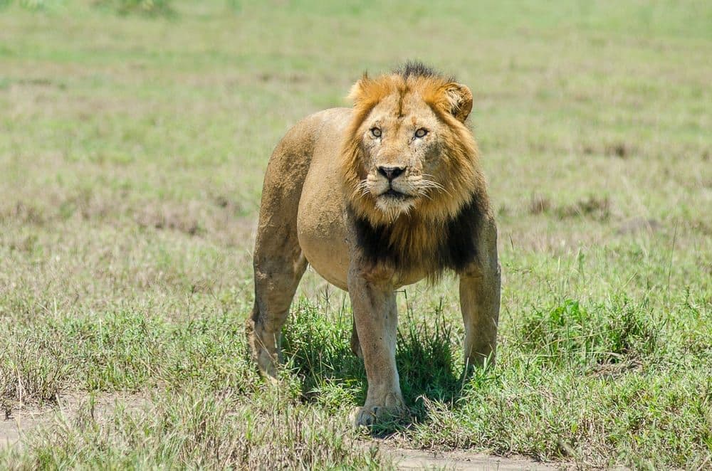 Serengeti National Park