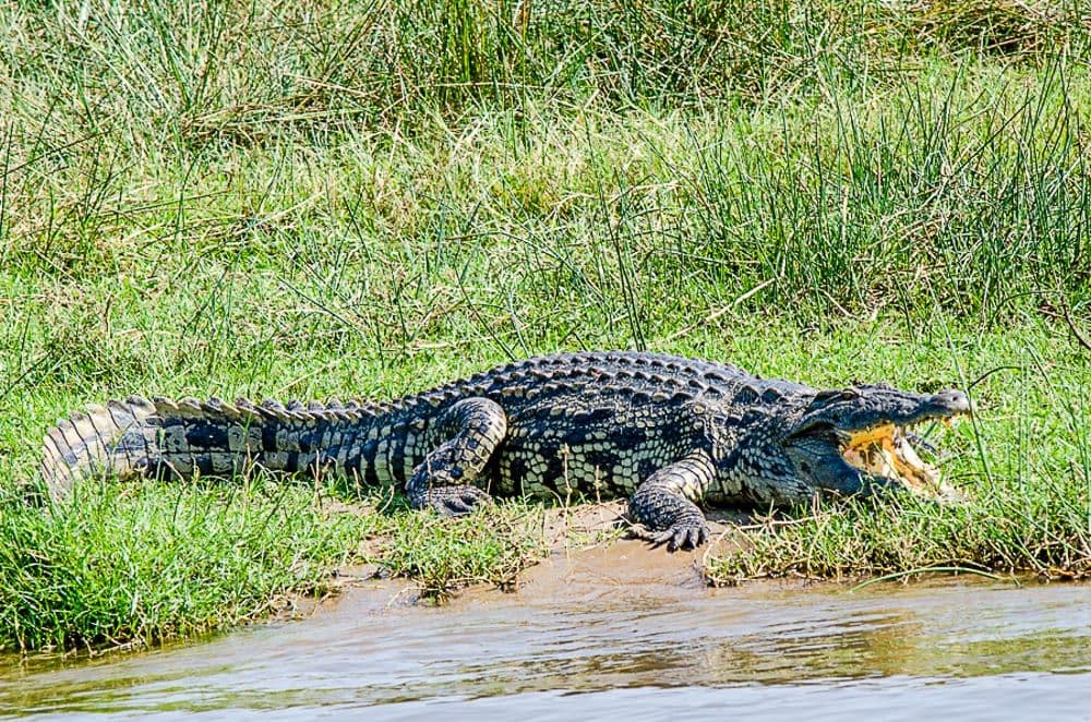 Nile crocodile