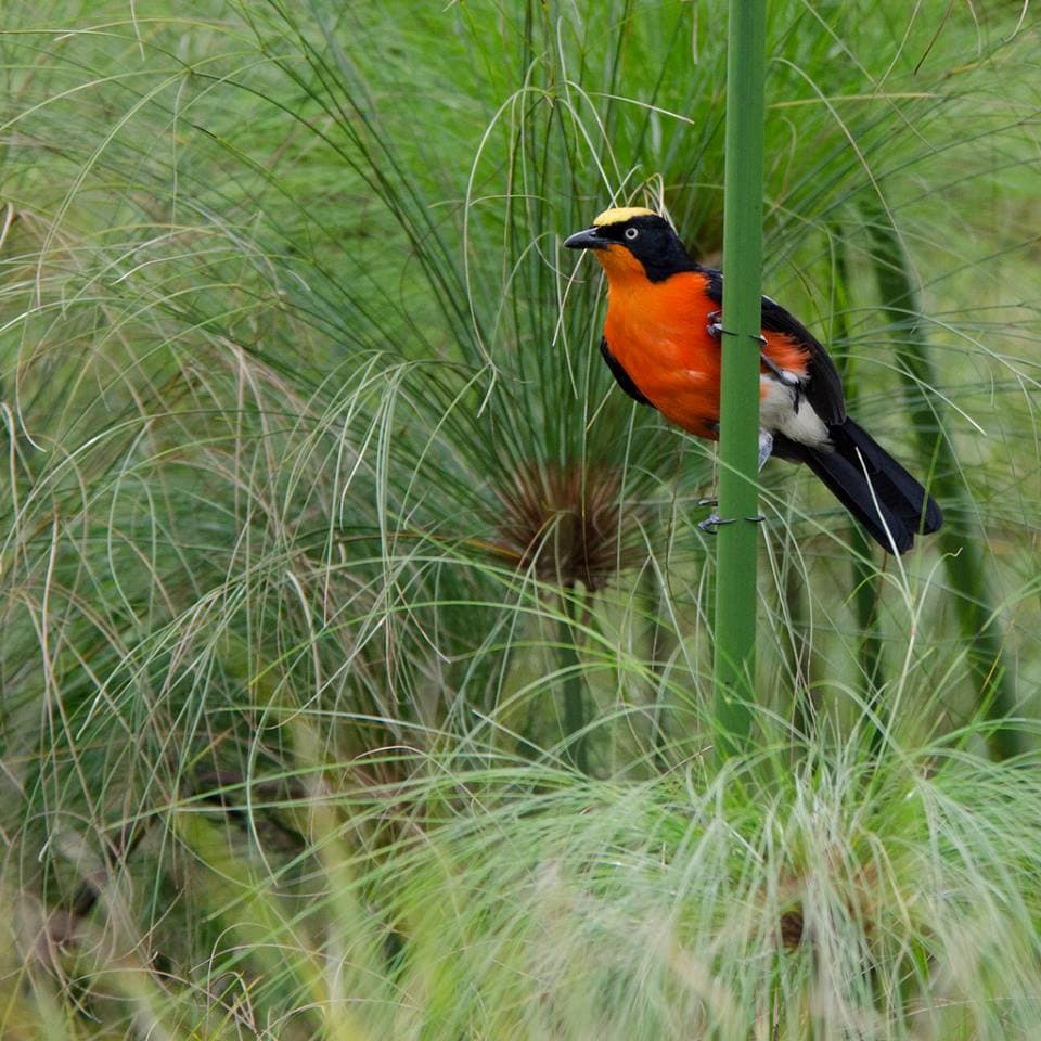 Papyrus gonolek
