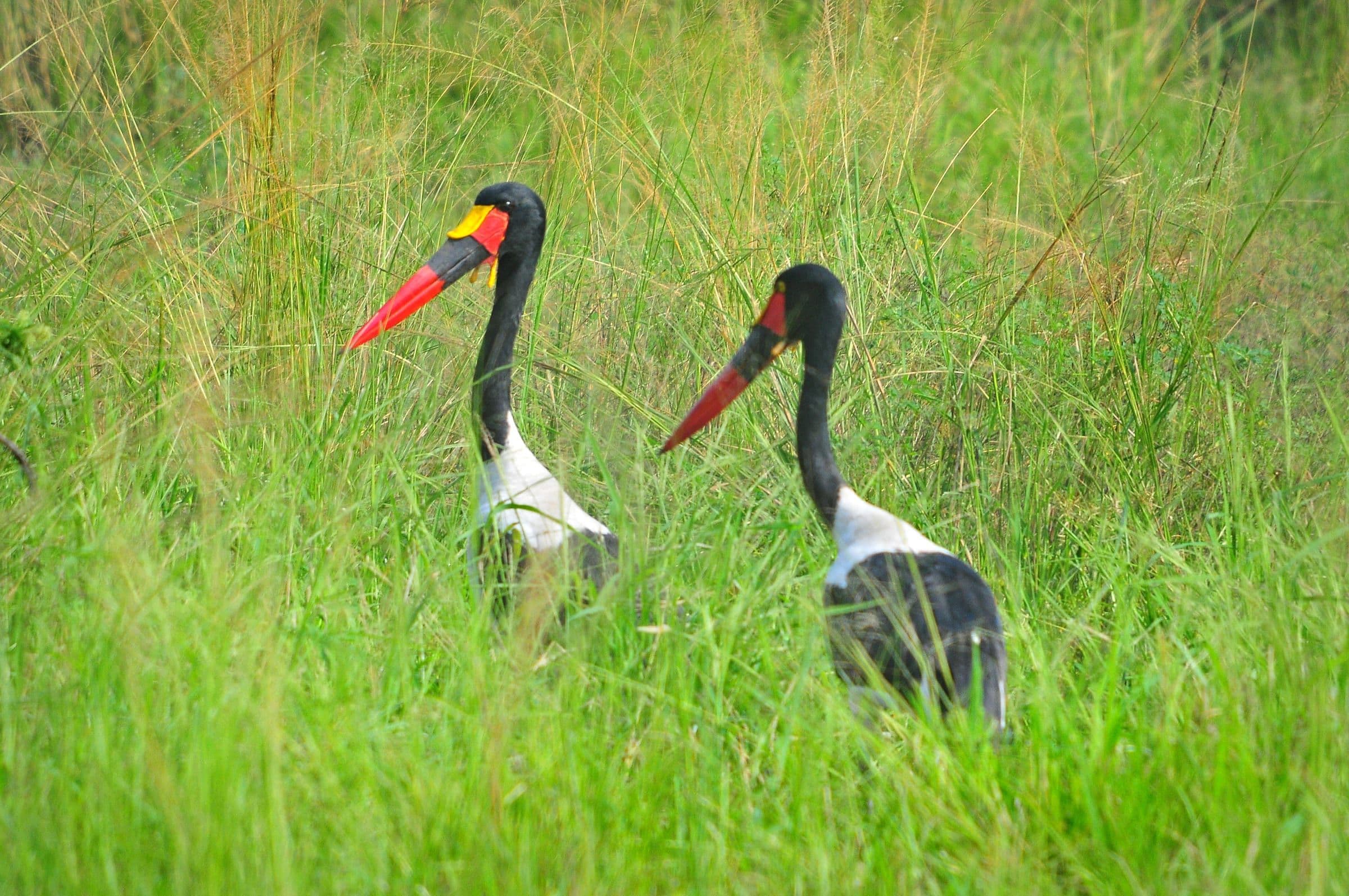 Saddle-billed storks