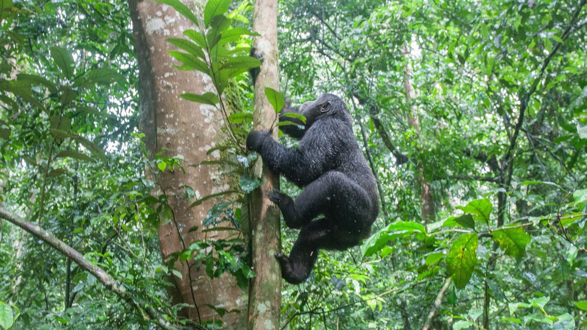 Kibale Forest National Park
