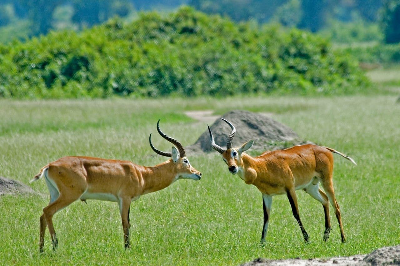 Lake Mburo National Park